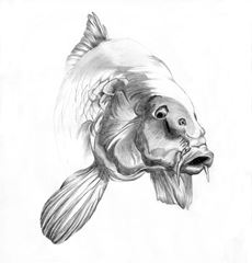 Carp Mary Died